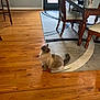 Diego Garcia joined the competition — help win amazing prizes! cat, hardwood_floor, rug, dining_table, chair, indoor, pet, curious, furniture, wood, tin_can, pattern, light, shadow, window, door, decor, domestic, cozy, flooring