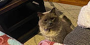 Diego Garcia joined the competition — help win amazing prizes! cat, gray_cat, fluffy_cat, carpet, blanket, living_room, coffee_table, wooden_floor, curious, pet, furniture, home_interior, cozy, indoor, domestic_cat, curtains, paper_bag, cat_collar, floor_vent, soft_texture