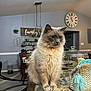 Diego Garcia joined the competition — help win amazing prizes! cat, fluffy, indoor, kitchen, countertop, clock, decor, sign, family, light_fixture, furniture, pouch, tassel, domestic, pet, animal, curious, sitting, golden_tag, home