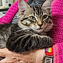 Altess a rejoint le concours — aidez-le/la à gagner de superbes lots ! tabby_kitten, cat, pet, animal, feline, close_up, green_eyes, person, hand, wristwatch, rainbow_watch_band, pink_sweater, knitted_clothing, indoor, cozy, comfort, holding, fur, whiskers, resting