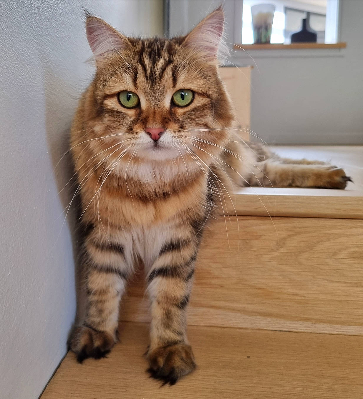 Uniq a rejoint le concours — aidez-le/la à gagner de superbes lots ! carnivore, cat, domestic_short_haired_cat, door, felidae, flooring, foot, fur, hardwood, paw, rectangle, sitting, small_to_medium_sized_cats, snout, tail, terrestrial_animal, whiskers, window, wood, wood_flooring