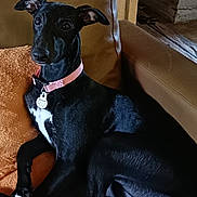 Billie participe au concours pour gagner de l'argent avec cette photo : dog, puppy, black_and_white, sitting, lounging, portrait, pet, collar, pink_collar, pet_tag, leather_chair, armchair, indoor, home, living_room, furniture, brown_background, white_chest, white_paws, alert