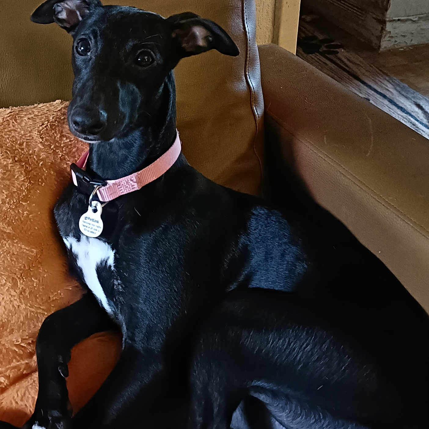 Billie participe au concours pour gagner de l'argent avec cette photo : dog, puppy, black_and_white, sitting, lounging, portrait, pet, collar, pink_collar, pet_tag, leather_chair, armchair, indoor, home, living_room, furniture, brown_background, white_chest, white_paws, alert