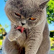 Linge participe au concours pour gagner de l'argent avec cette photo : cat, gray_cat, grooming, tongue_out, paw, fur, whiskers, outdoor, daylight, greenery, blue_sky, close_up, pet, animal, cute, feline, nature, tongue, expression, mammal