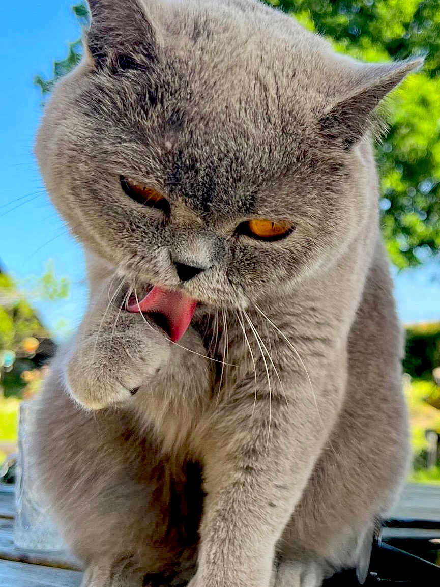 Linge participe au concours pour gagner de l'argent avec cette photo : cat, gray_cat, grooming, tongue_out, paw, fur, whiskers, outdoor, daylight, greenery, blue_sky, close_up, pet, animal, cute, feline, nature, tongue, expression, mammal