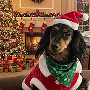 Reesie is registered to the contest to win money with this photo: black_and_tan_dog, celebration, christmas_outfit, christmas_tree, couch, cozy, decor, dog, festive, fireplace, green_bandana, holiday, holiday_decoration, indoor, pet, portrait, presents, santa_hat, stockings, winter