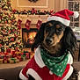black_and_tan_dog, celebration, christmas_outfit, christmas_tree, couch, cozy, decor, dog, festive, fireplace, green_bandana, holiday, holiday_decoration, indoor, pet, portrait, presents, santa_hat, stockings, winter