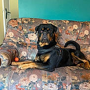 Tarko participe au concours pour gagner de l'argent avec cette photo : armrest, black_and_tan, canine, couch, dog, domestic_animal, floor, floral_couch, indoor, leash, living_room, looking_at_camera, orange_toy, pet, resting, rottweiler, teal_wall, toy, vintage_furniture, wall