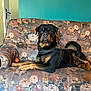 armrest, black_and_tan, canine, couch, dog, domestic_animal, floor, floral_couch, indoor, leash, living_room, looking_at_camera, orange_toy, pet, resting, rottweiler, teal_wall, toy, vintage_furniture, wall