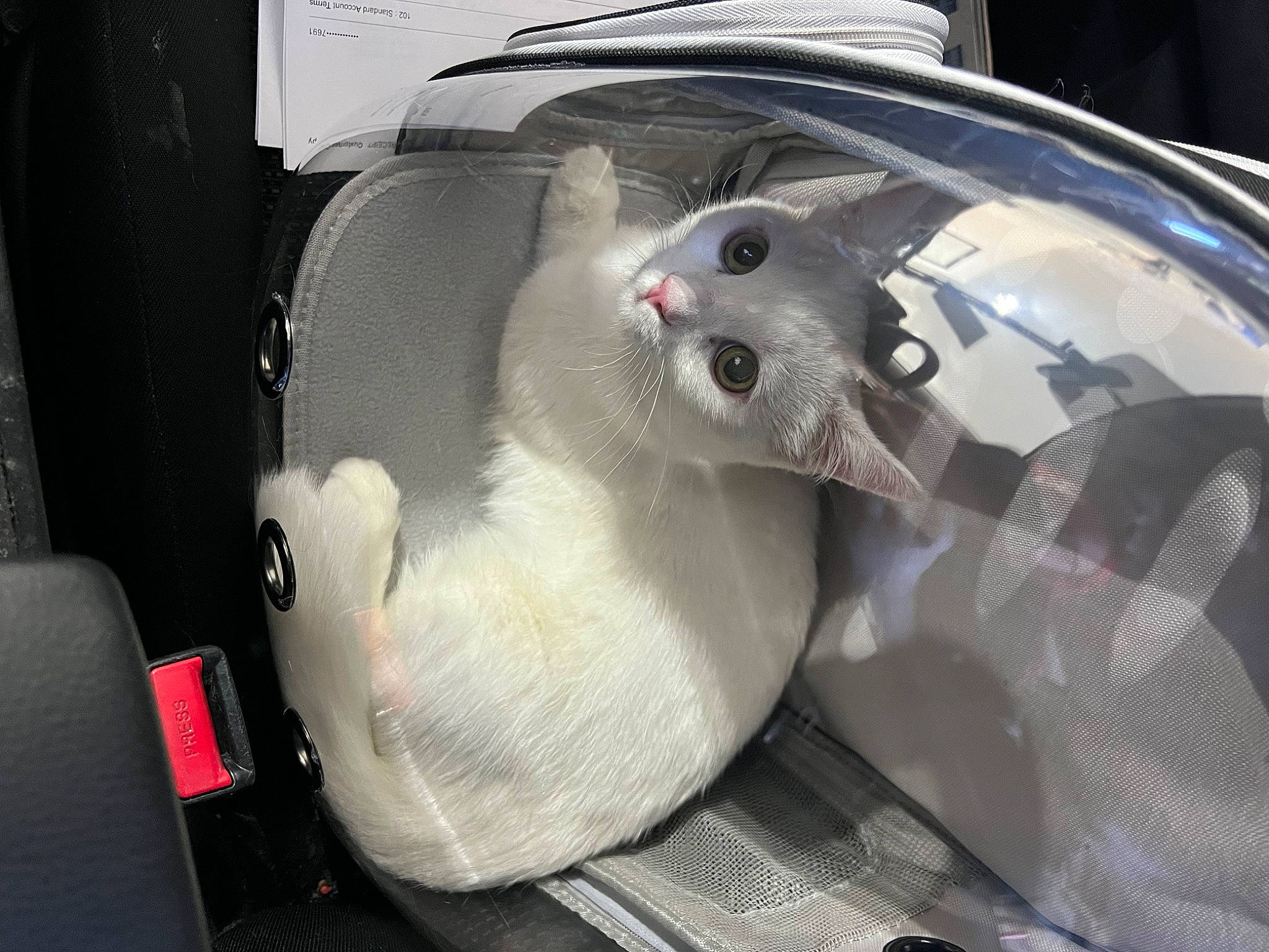 Zero is registered to the contest to win money with this photo: auto_part, automotive_design, automotive_exterior, automotive_lighting, automotive_wheel_system, bumper, car_seat, carnivore, cat, comfort, family_car, hood, motor_vehicle, personal_luxury_car, rim, snout, trunk, vehicle, vehicle_door, whiskers