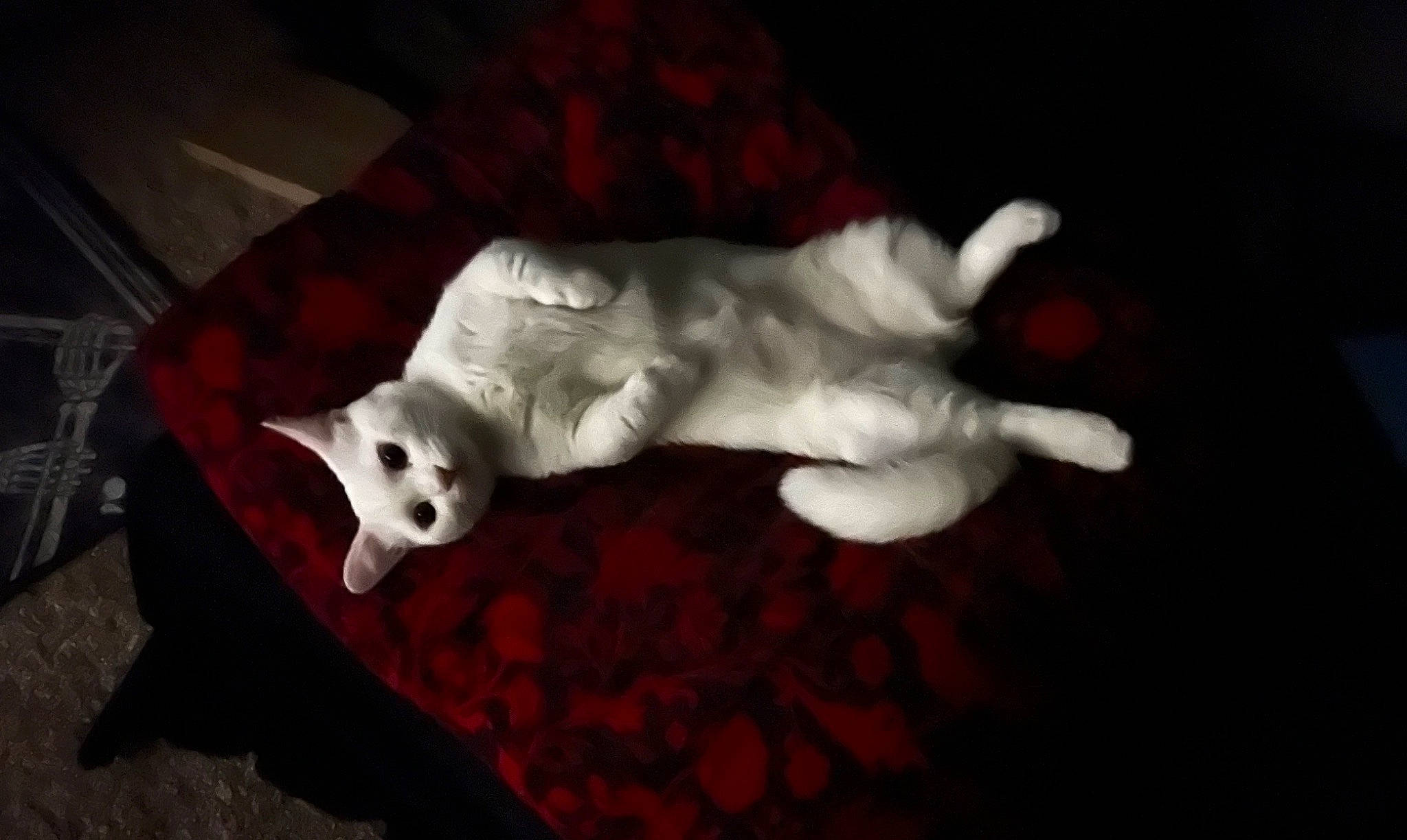 Zero joined the competition — help win amazing prizes! art, canidae, carmine, carnivore, cat, comfort, companion_dog, darkness, dog_breed, fawn, felidae, flooring, fur, linens, small_to_medium_sized_cats, snout, sporting_group, tail, whiskers, wood