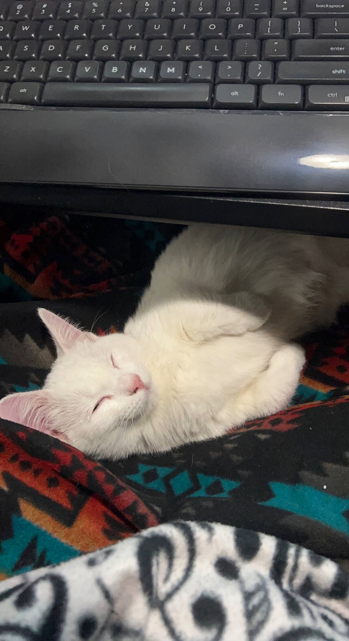 Zero is registered to the contest to win money with this photo: black, carnivore, cat, comfort, computer_keyboard, domestic_short_haired_cat, felidae, fur, human_leg, input_device, linens, office_equipment, office_supplies, paw, peripheral, small_to_medium_sized_cats, snout, space_bar, tail, whiskers