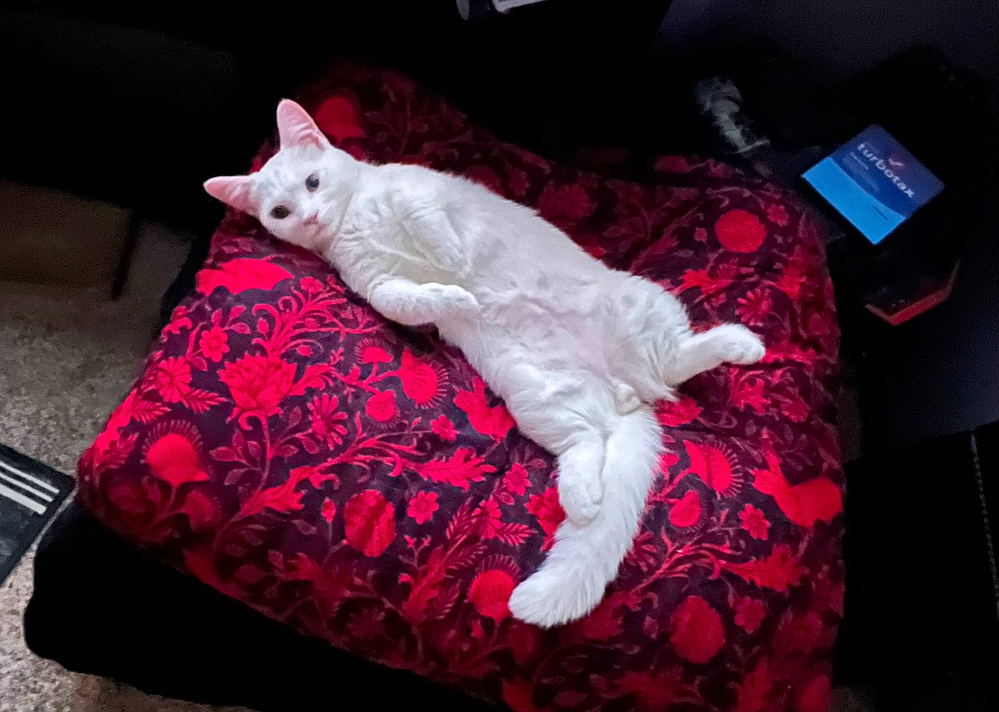 Zero is registered to the contest to win money with this photo: bed, bedding, carmine, carnivore, cat, comfort, communication_device, felidae, fur, linens, magenta, mobile_phone, pink, portable_communications_device, sitting, small_to_medium_sized_cats, tail, telephone, telephony, whiskers