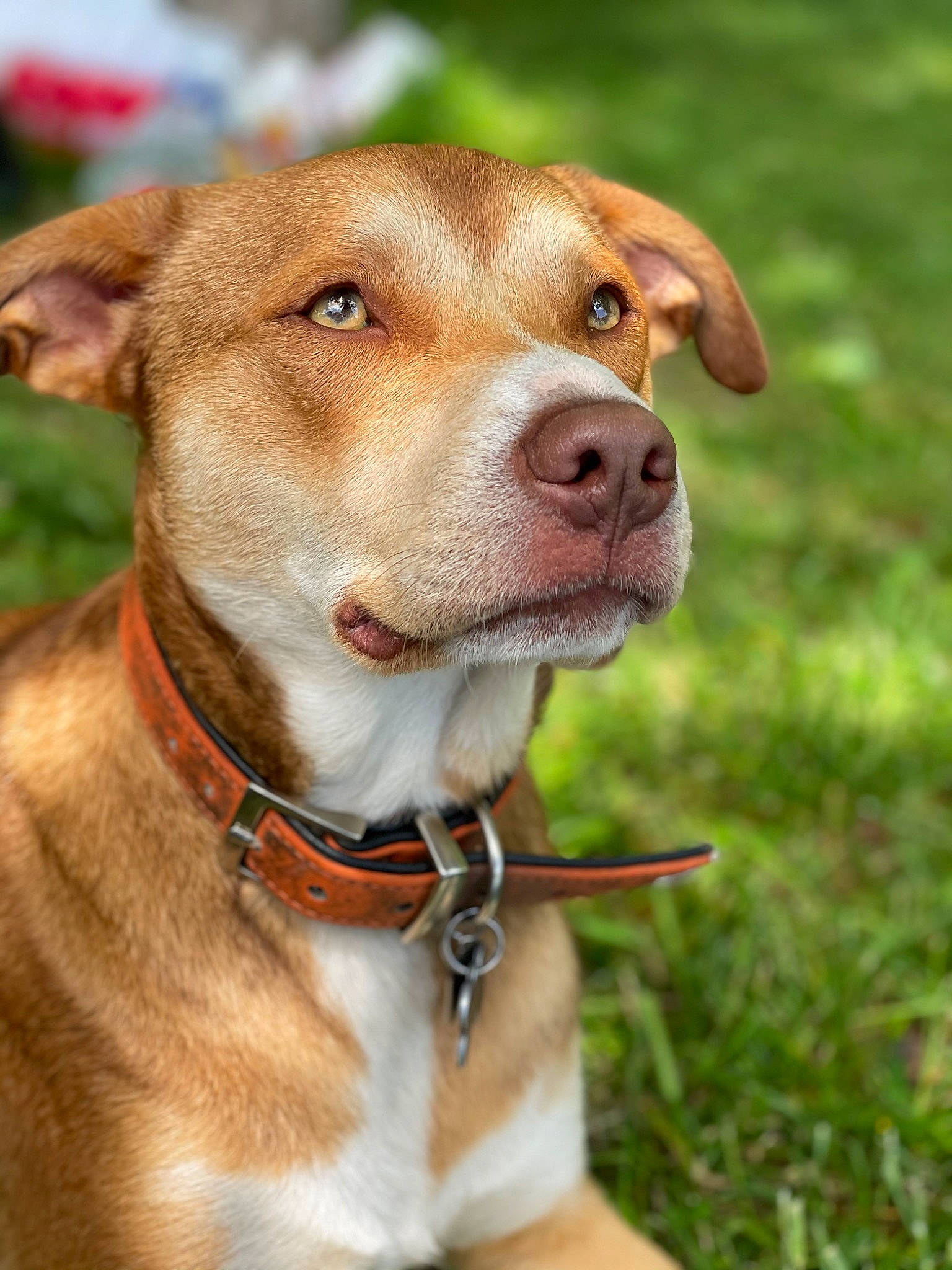 Dobby participe au concours pour gagner de l'argent avec cette photo : canidae, carnivore, collar, companion_dog, dog, dog_breed, dog_collar, dog_supply, fashion_accessory, fawn, fur, hat, hunting_dog, leash, liver, pet_supply, snout, sporting_group, whiskers, working_animal