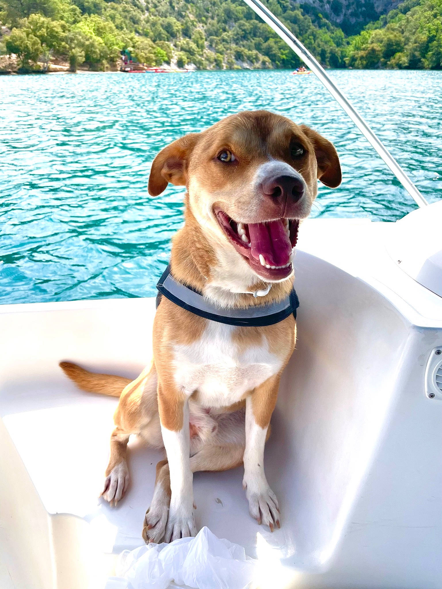 Dobby participe au concours pour gagner de l'argent avec cette photo : boat, boats_and_boating_equipment_and_supplies, carnivore, collar, companion_dog, dog, dog_breed, dog_collar, fawn, lake, leash, leisure, recreation, smile, snout, sporting_group, summer, tree, vehicle, water