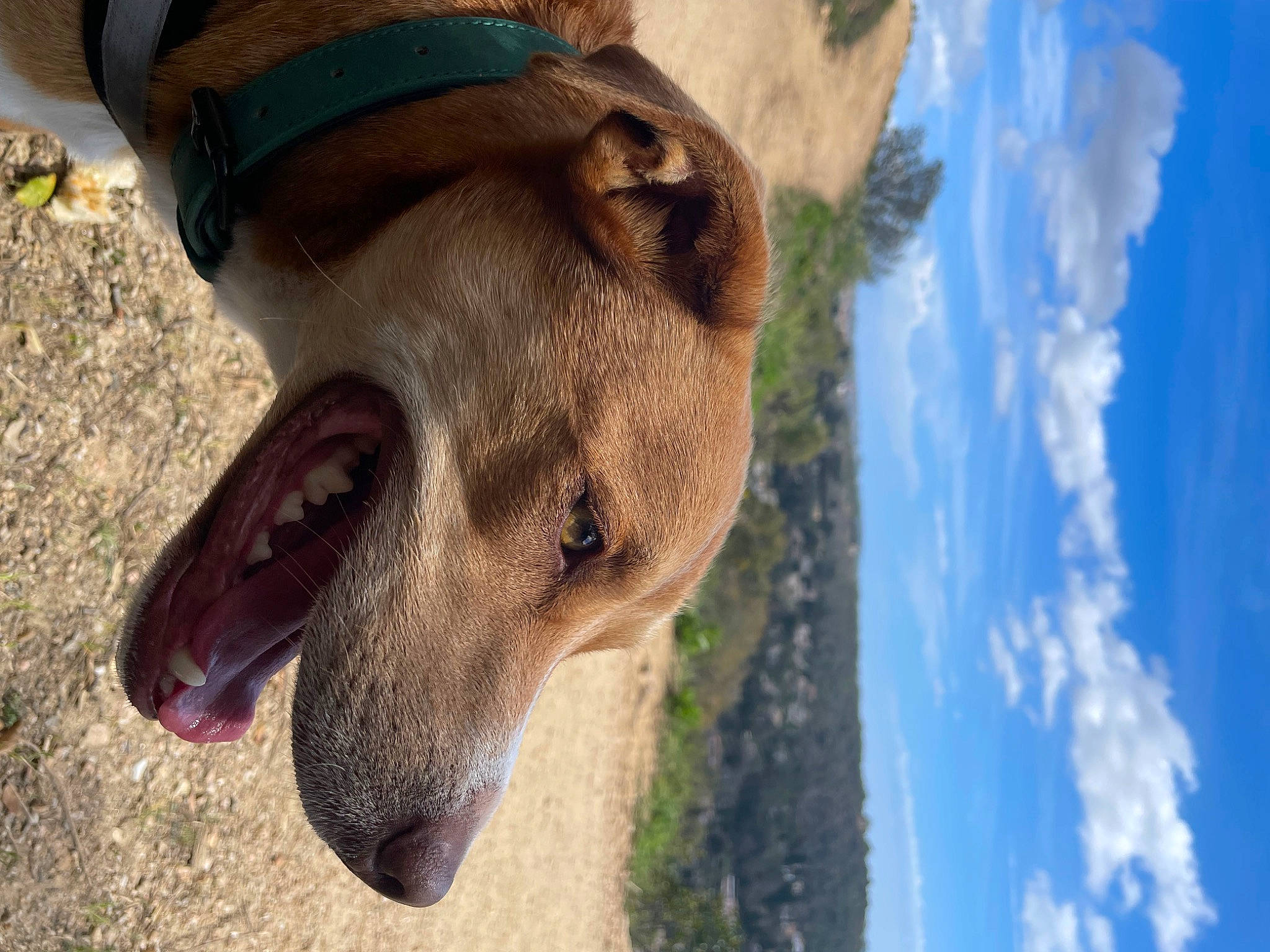 Dobby participe au concours pour gagner de l'argent avec cette photo : carnivore, cloud, collar, cumulus, dog, dog_breed, dog_collar, fawn, grass, jaw, landscape, pet_supply, plant, sky, snout, sporting_group, terrestrial_animal, tree, whiskers, working_animal