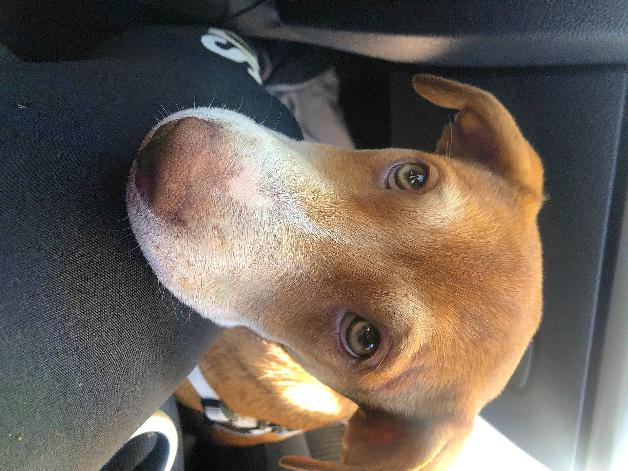 Dobby participe au concours pour gagner de l'argent avec cette photo : automotive_mirror, canidae, carnivore, companion_dog, dog, dog_breed, ear, fawn, fur, gesture, jaw, liver, metal, selfie, snout, sporting_group, whiskers, window, windshield, working_animal