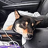 Maya participe au concours pour gagner de l'argent avec cette photo : dog, canine, pet, black_and_tan, shiba_inu, sleepy, resting, head, face, eyes, ears, snout, nose, fur, car, vehicle, interior, center_console, cable, snack