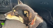 Maya a rejoint le concours — aidez-le/la à gagner de superbes lots ! dog, canine, black_and_tan, sleeping, resting, car, vehicle_interior, passenger_seat, dashboard, steering_area, collar, leash, fur, pointed_ears, side_profile, sunlight, pet, relaxed, close_up, travel
