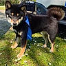 Maya a rejoint le concours — aidez-le/la à gagner de superbes lots ! dog, black_and_tan, shiba_inu, standing, blue_tie, collar, curled_tail, pointed_ears, fluffy_coat, outdoor, grass, daisies, sunlight, car, vehicle, parked_car, portrait, pet, animal, funny