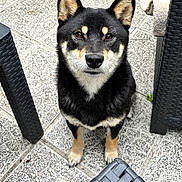 Maya a rejoint le concours — aidez-le/la à gagner de superbes lots ! dog, shiba_inu, black_and_tan, pet, canine, sitting, portrait, outdoor, patio, tile_floor, furniture, chair, upright_ears, brown_eyes, black_fur, tan_markings, white_chest, front_view, companion_animal, photography