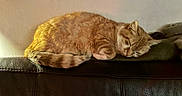 Roucass participe au concours pour gagner de l'argent avec cette photo : cat, cats, ginger_cat, sleeping, sleepy, cuddling, pet, furry, whiskers, ears, tail, animal, nap, cozy, indoors, couch, leather, home, warm_lighting, relaxed