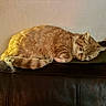 cat, cats, ginger_cat, sleeping, sleepy, cuddling, pet, furry, whiskers, ears, tail, animal, nap, cozy, indoors, couch, leather, home, warm_lighting, relaxed