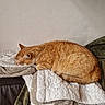 Roucass participe au concours pour gagner de l'argent avec cette photo : cat, orange_tabby, sleeping, indoors, blanket, couch, cozy, fur, feline, resting, curled_up, pet, home, textile, soft, warm, relaxed, animal, portrait, nap