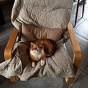 Roucass a rejoint le concours — aidez-le/la à gagner de superbes lots ! cat, ginger_cat, white_chest, pet, animal, sitting, armchair, wooden_chair, cushion, pillow, quilt, blanket, indoor, home, tiled_floor, portrait, looking_at_camera, cozy, furniture, whiskers