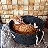 Roucass a rejoint le concours — aidez-le/la à gagner de superbes lots ! cat, orange_cat, tabby, white_paws, pet, animal, feline, lying_down, basket, pet_bed, blanket, indoors, tile_wall, cozy, relaxed, sleeping_area, whiskers, green_eyes, portrait, home
