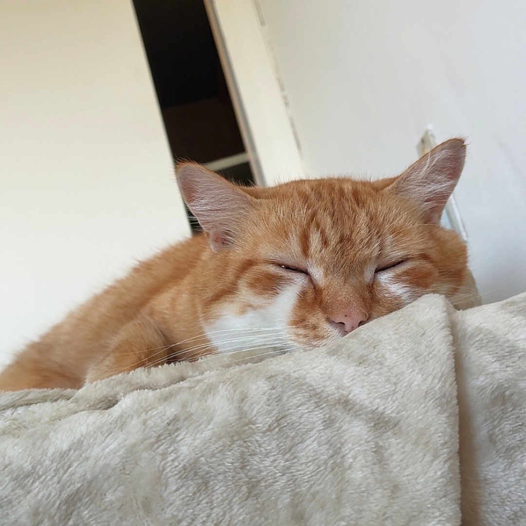 Roucass a rejoint le concours — aidez-le/la à gagner de superbes lots ! cat, orange_cat, sleeping, sleepy, animal, pet, feline, whiskers, ears, pink_nose, striped_fur, close_up, portrait, blanket, bed, indoors, cozy, relaxed, home, nap