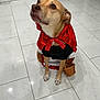 Luna joined the competition — help win amazing prizes! dog, costume, little_red_riding_hood, red_cape, basket, brown_dog, indoor, tiled_floor, pet, animal, cute, sitting, looking_up, floor_tiles, adorable, canine, domestic_animal, white_floor, house, pet_costume