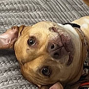 Luna joined the competition — help win amazing prizes! dog, pet, animal, lying_down, blanket, cozy, ears, fur, brown, cute, domestic_animal, indoor, relaxed, face, expression, looking_up, snout, collar, resting, texture
