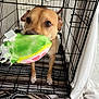 Luna is registered to the contest to win money with this photo: dog, crate, toy, plush_toy, brown_dog, cage, pet, indoor, floor, blanket, patterned_rug, white_cloth, playful, looking_up, ears, paws, metal_bars, pet_toy, canine, closeup