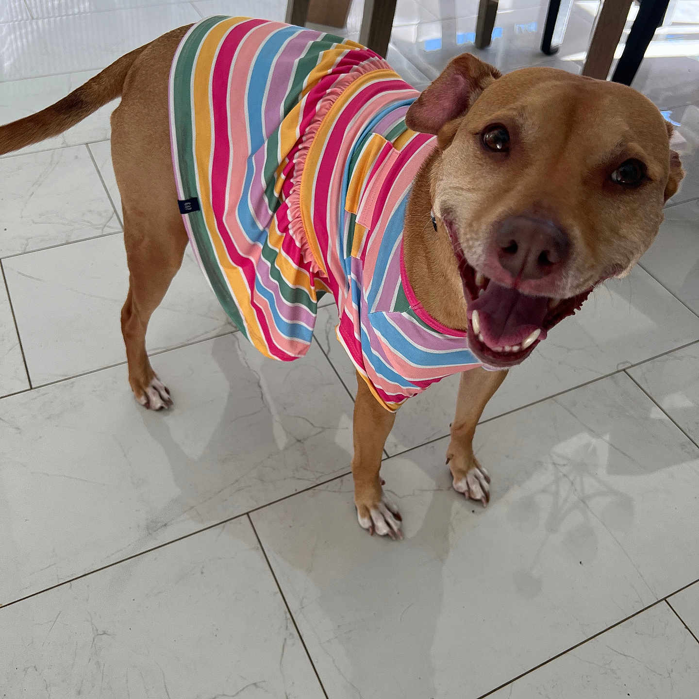 Luna joined the competition — help win amazing prizes! animal, brown_dog, canine, clothing, colorful, cute, dog, domestic_animal, dress, ears, floor, four_legs, happy, indoor, looking_up, pet, smiling, striped, tail, tile_floor