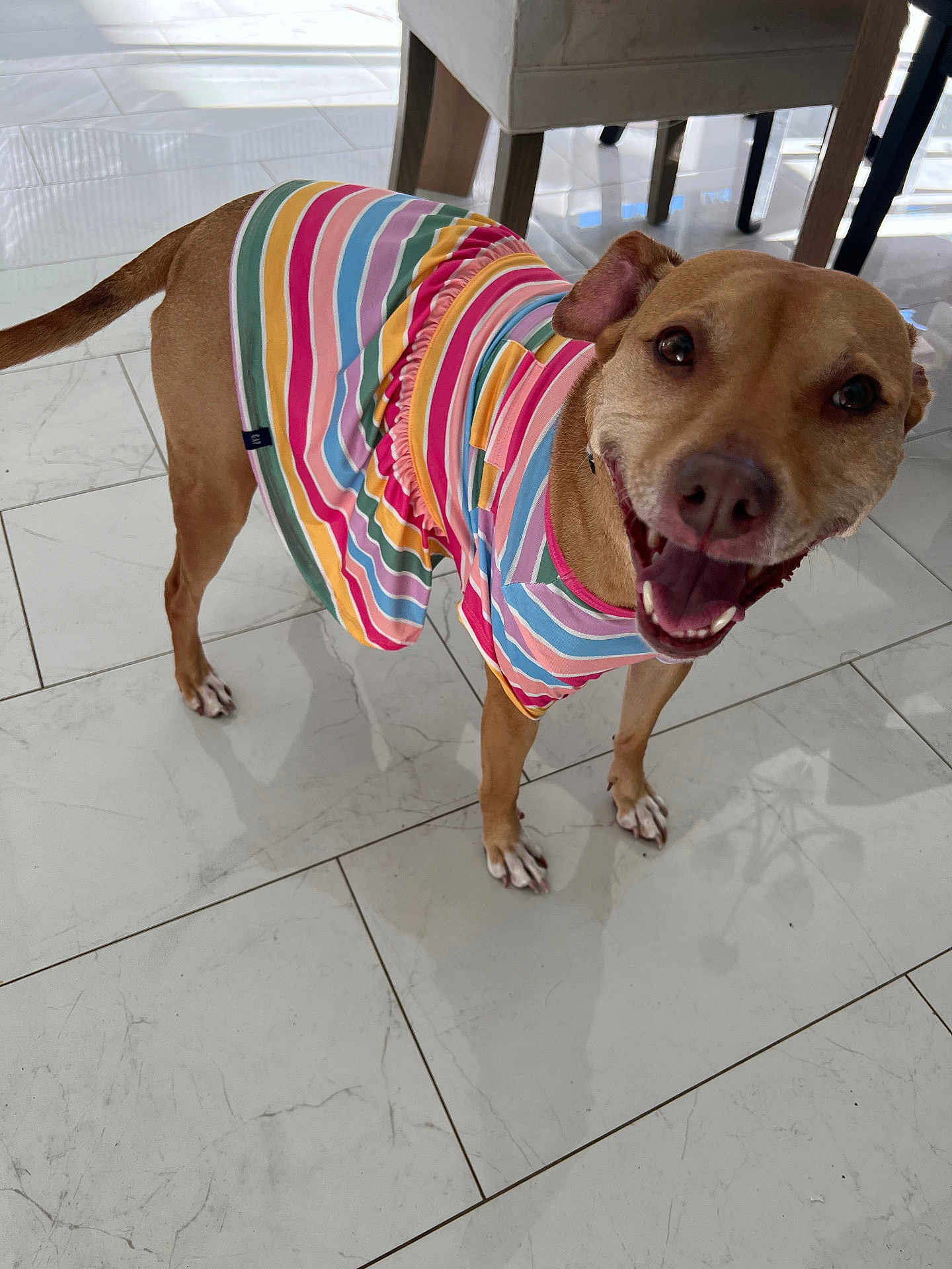 Luna joined the competition — help win amazing prizes! dog, pet, indoor, floor, tile_floor, smiling, happy, clothing, dress, colorful, striped, brown_dog, canine, animal, cute, looking_up, four_legs, ears, tail, domestic_animal