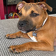 Maverick joined the competition — help win amazing prizes! dog, brown_dog, pet, canine, portrait, close_up, lying_down, paws, collar, tag, short_hair, floppy_ears, white_chest, brown_fur, black_nose, indoors, carpet, home, furniture, relaxed