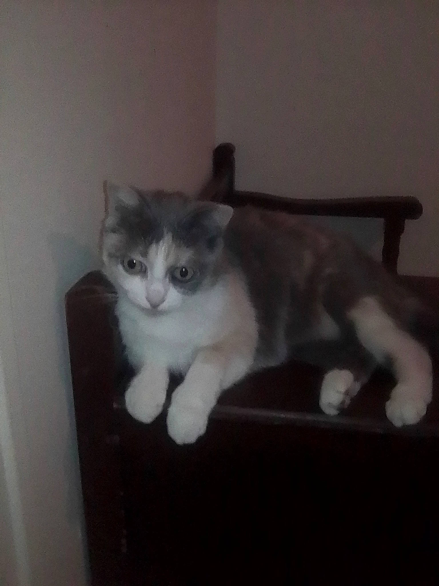 Flanele a rejoint le concours — aidez-le/la à gagner de superbes lots ! box, carnivore, cat, comfort, domestic_short_haired_cat, eye, felidae, flooring, fur, grey, hardwood, paw, photo_caption, sitting, small_to_medium_sized_cats, snout, tail, terrestrial_animal, whiskers, wood