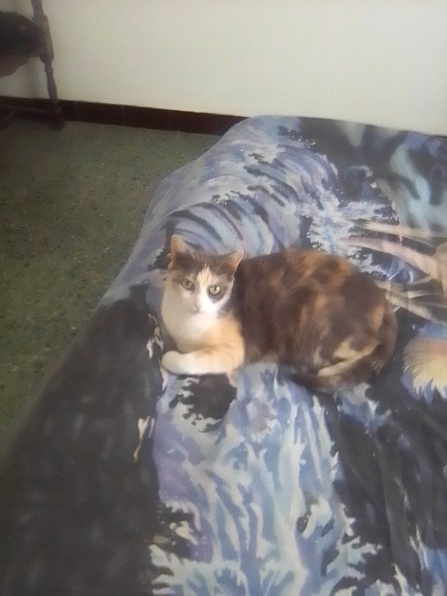 Flanele participe au concours pour gagner de l'argent avec cette photo : brown, canidae, carnivore, cat, comfort, couch, dog_breed, domestic_short_haired_cat, fawn, felidae, flooring, fur, hardwood, linens, room, small_to_medium_sized_cats, sporting_group, tail, whiskers, wood