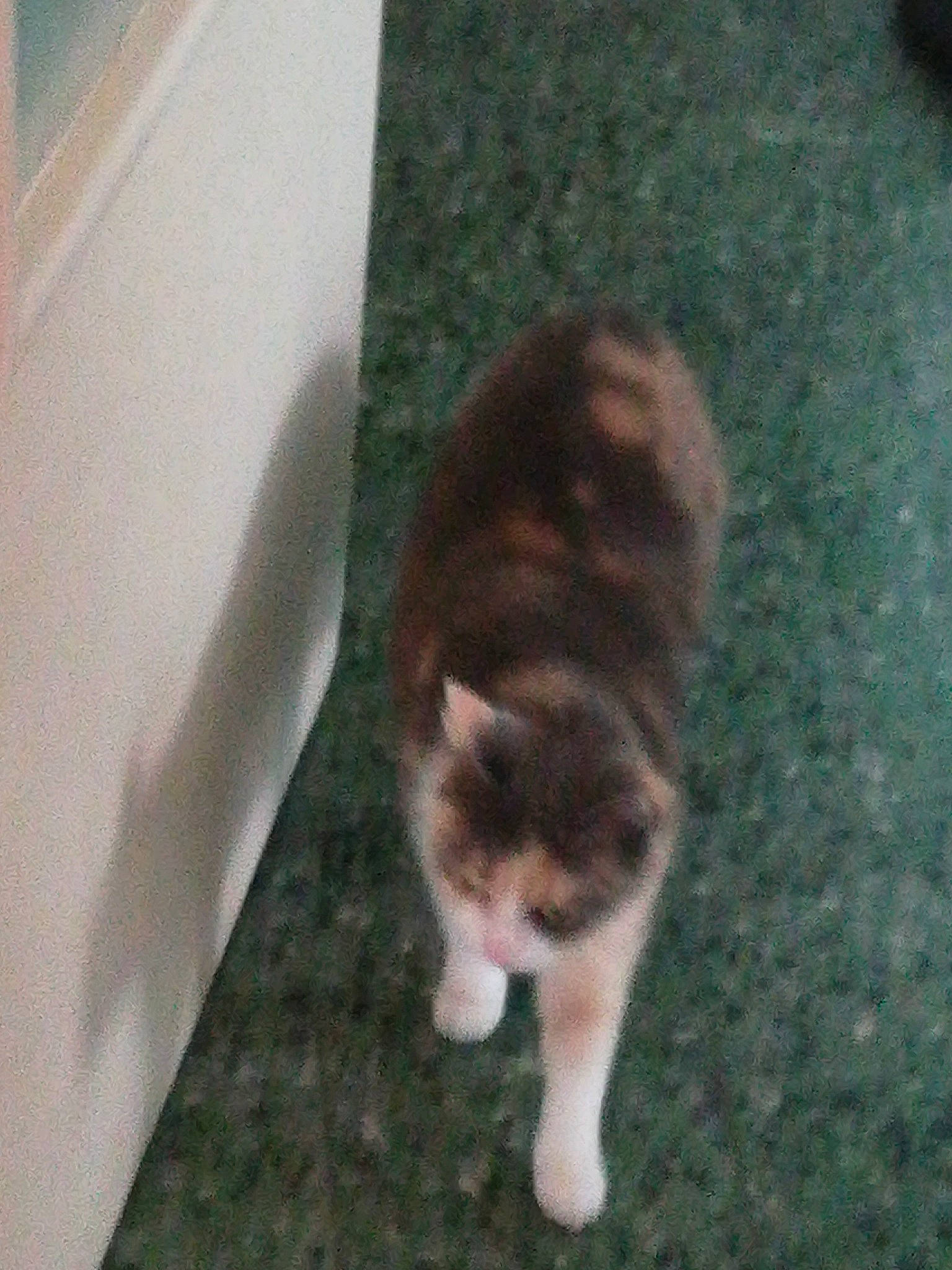 Flanele a rejoint le concours — aidez-le/la à gagner de superbes lots ! canidae, carnivore, cat, companion_dog, dog_breed, domestic_short_haired_cat, fawn, felidae, flooring, fur, grass, small_to_medium_sized_cats, snout, sporting_group, tail, terrestrial_animal, whiskers