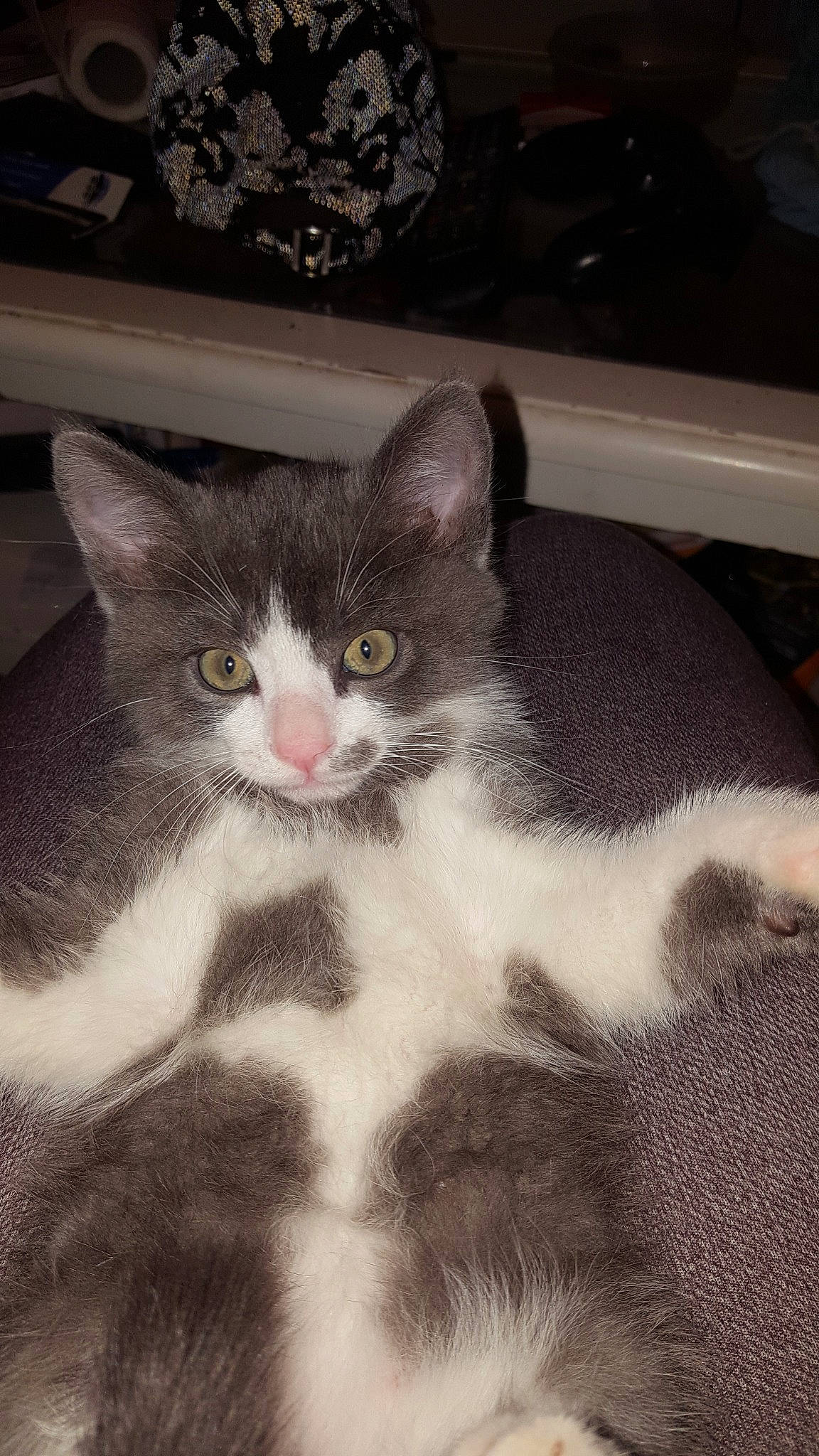 Cooky a rejoint le concours — aidez-le/la à gagner de superbes lots ! aegean_cat, american_wirehair, carnivore, cat, domestic_short_haired_cat, european_shorthair, felidae, fur, kitten, mammal, norwegian_forest_cat, polydactyl_cat, small_to_medium_sized_cats, whiskers