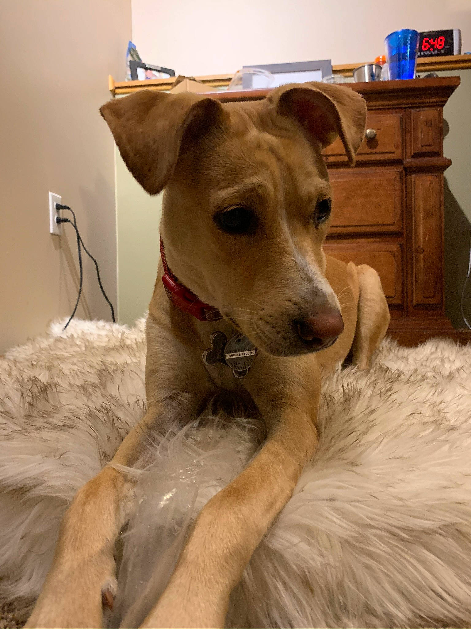 Peppermint is registered to the contest to win money with this photo: cabinetry, carnivore, collar, companion_dog, cupboard, dog, dog_breed, dog_collar, drawer, fawn, fur, home_appliance, pet_supply, sighthound, snout, sporting_group, television, terrestrial_animal, whiskers, working_animal