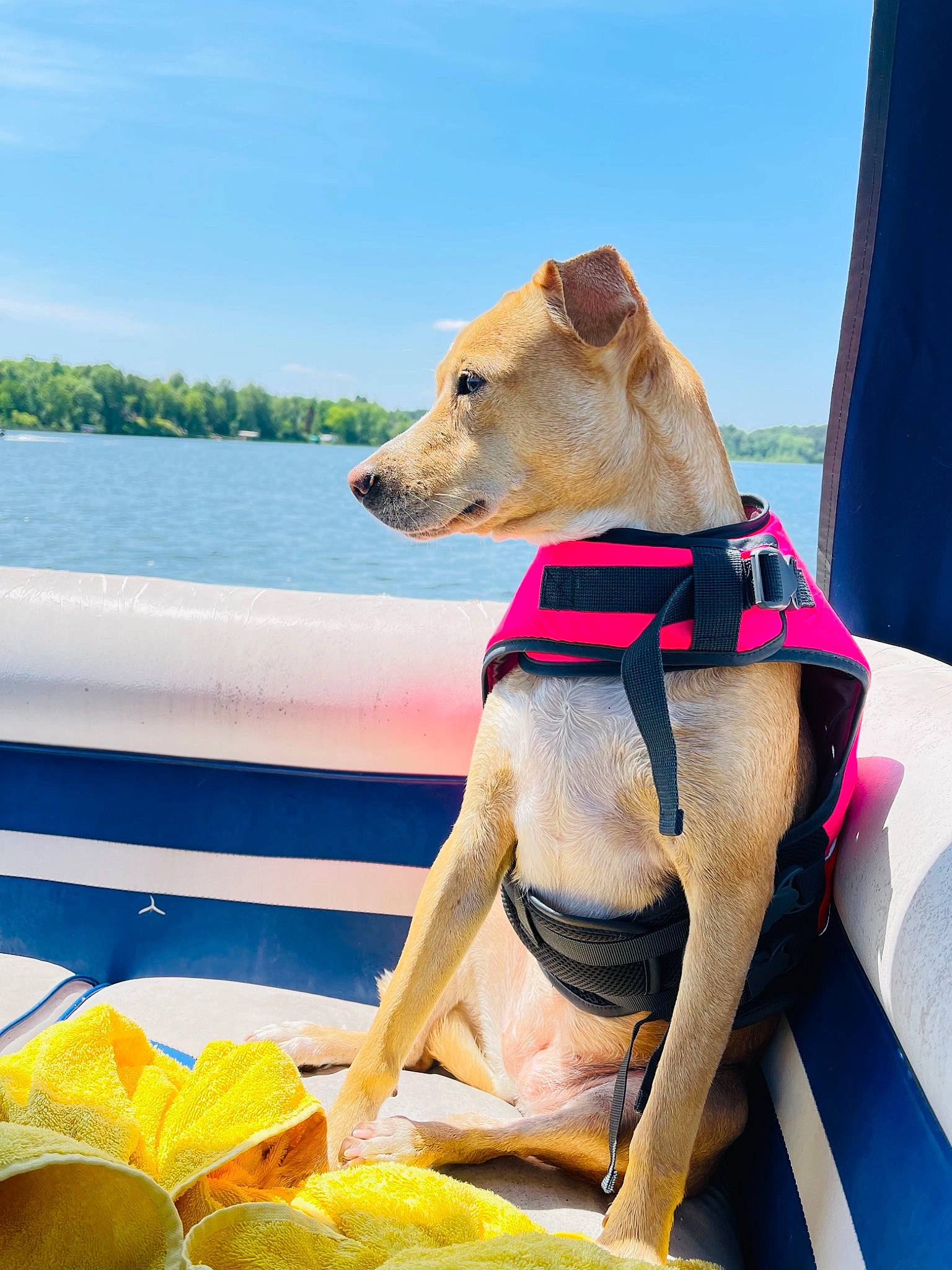 Peppermint joined the competition — help win amazing prizes! boats_and_boating_equipment_and_supplies, carnivore, cloud, collar, companion_dog, curtain, dog, dog_breed, dog_collar, dog_supply, fawn, leisure, outdoor_furniture, pet_supply, recreation, sky, snout, sporting_group, water, working_animal