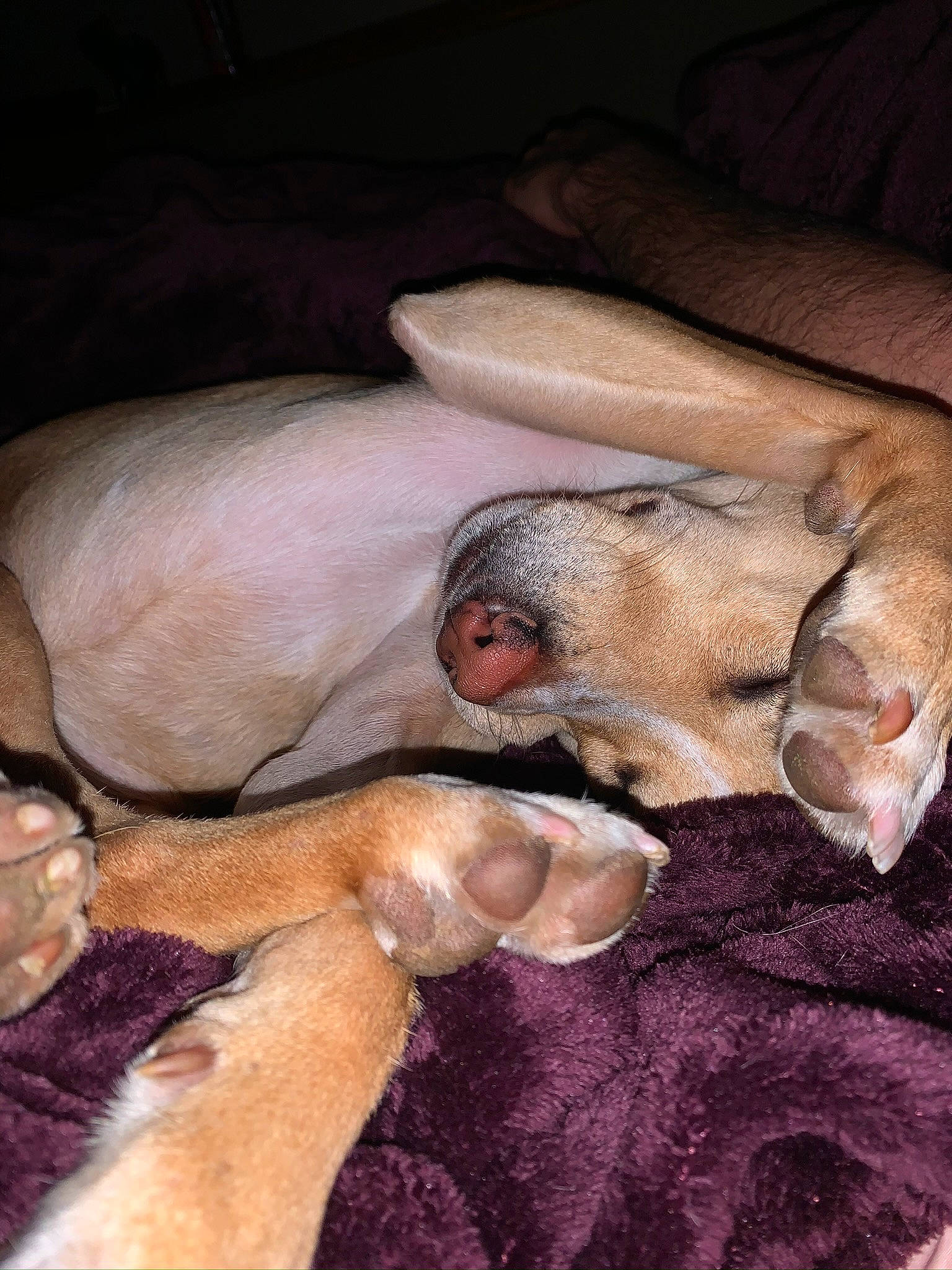 Peppermint is registered to the contest to win money with this photo: canidae, carnivore, comfort, companion_dog, dog, dog_breed, ear, fawn, fur, nap, paw, sleep, snout, sporting_group, terrestrial_animal, toy_dog, whiskers, wildlife, working_animal, wrinkle