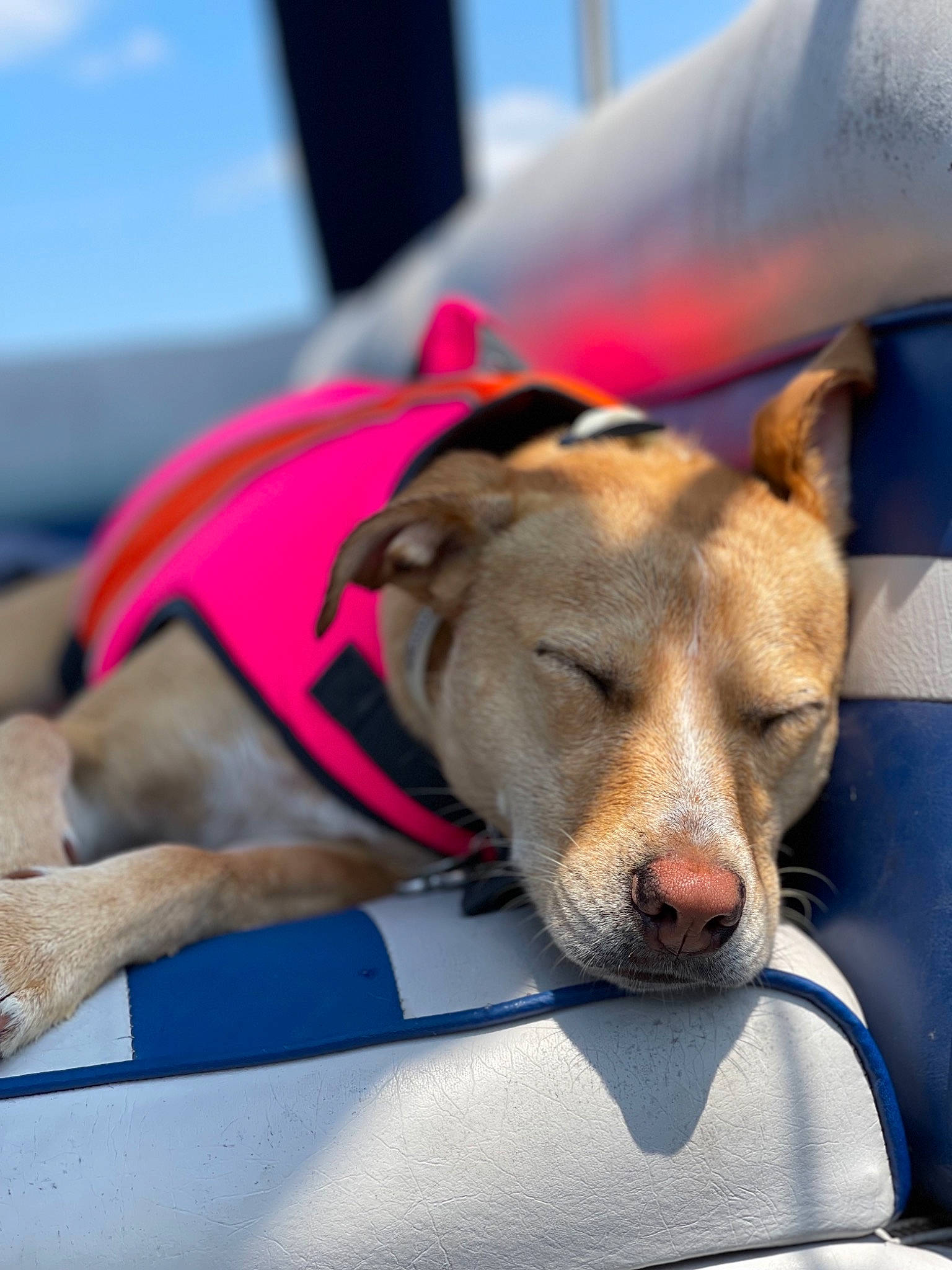 Peppermint is registered to the contest to win money with this photo: canidae, carnivore, collar, comfort, companion_dog, dog, dog_breed, dog_sports, dog_supply, fashion_accessory, fawn, fur, nap, non_sporting_group, paw, sky, snout, sporting_group, street_dog, whiskers