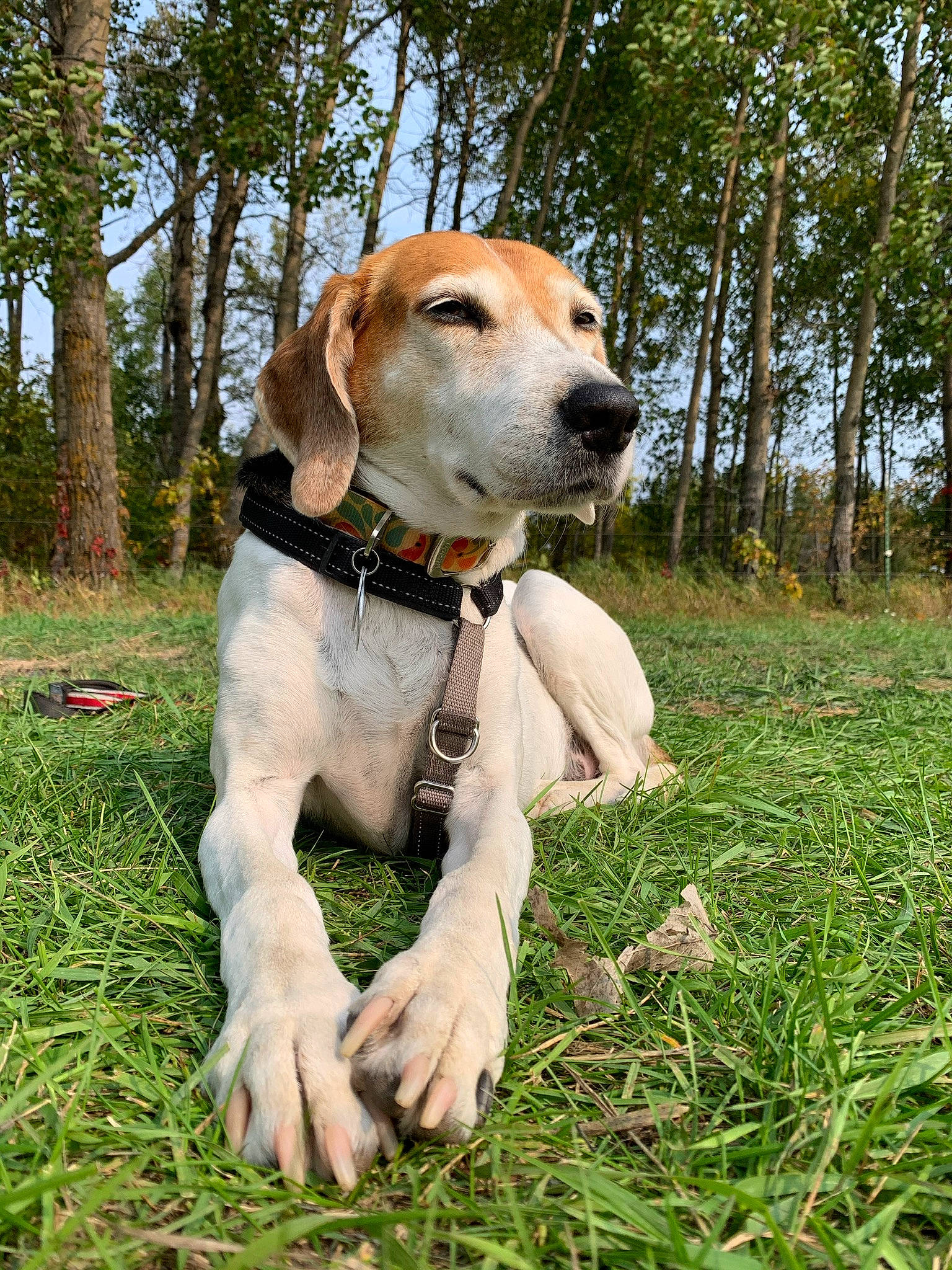 Estela joined the competition — help win amazing prizes! canidae, carnivore, collar, companion_dog, dog, dog_breed, dog_collar, dog_supply, fawn, grass, gun_dog, hound, leash, pet_supply, plant, snout, sporting_group, tail, tree, whiskers
