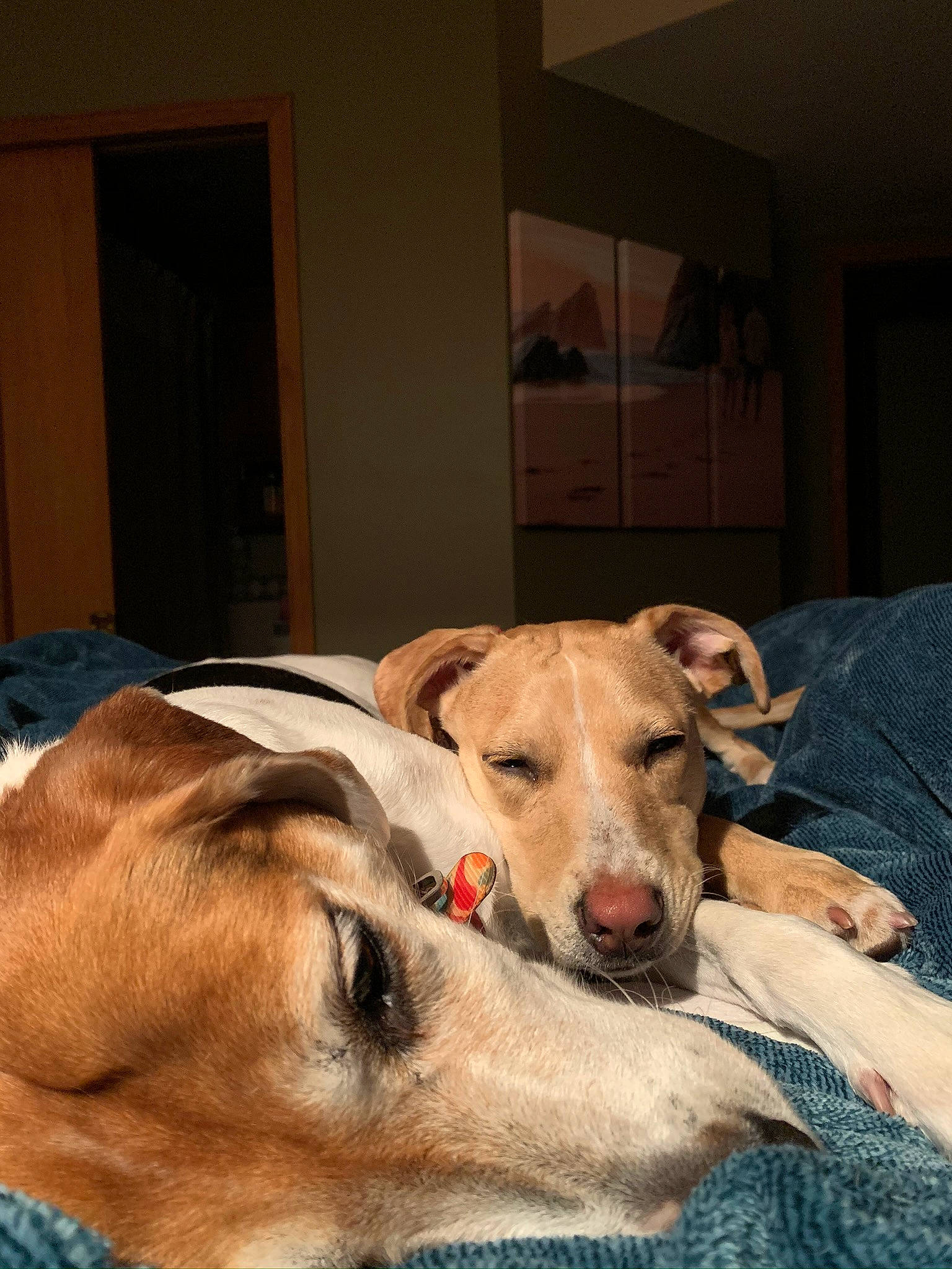 Estela is registered to the contest to win money with this photo: canidae, carnivore, comfort, companion_dog, dog, dog_breed, dog_supply, door, fawn, flooring, fur, linens, mammal, paw, room, sighthound, snout, sporting_group, whiskers, wood