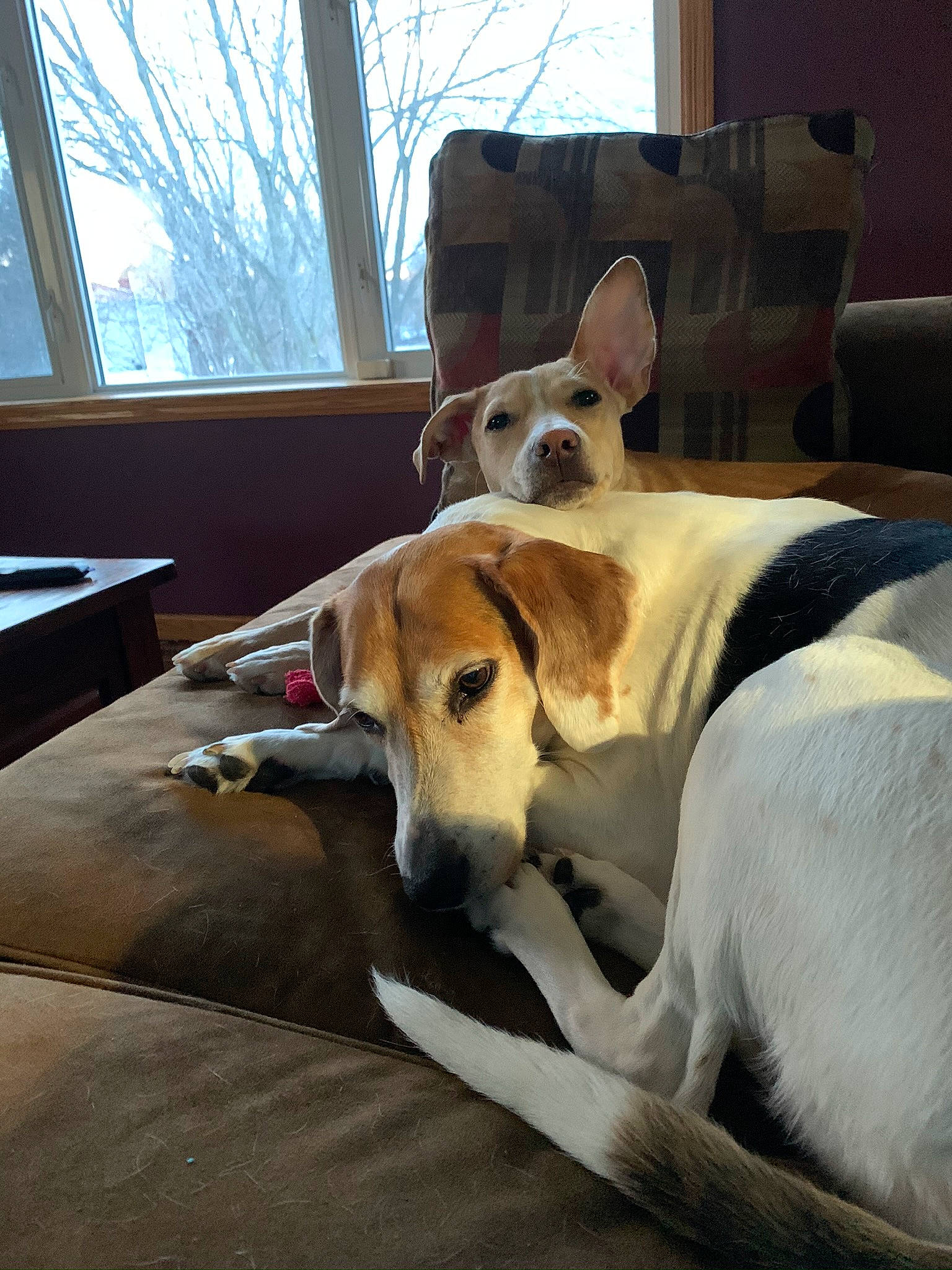 Estela is registered to the contest to win money with this photo: canidae, carnivore, chair, collar, comfort, companion_dog, couch, dog, dog_breed, dog_supply, fawn, flooring, hardwood, sky, snout, sporting_group, table, window, wood, working_animal