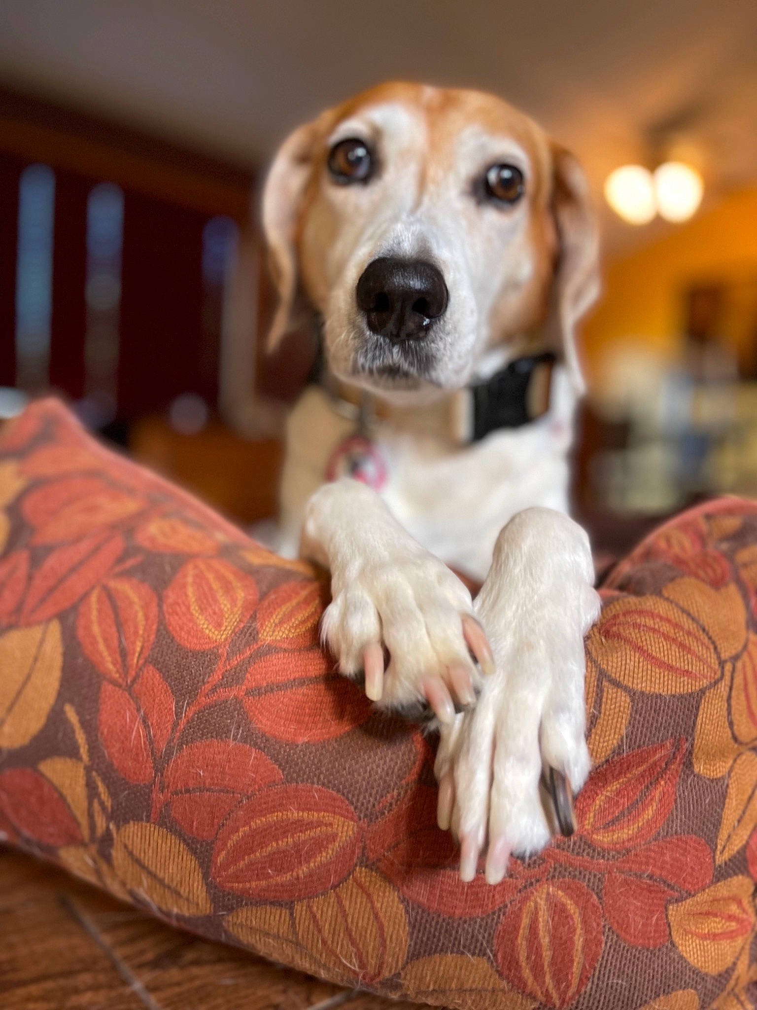 Estela is registered to the contest to win money with this photo: beagle, canidae, carnivore, collar, companion_dog, dog, dog_breed, dog_collar, dog_supply, fawn, fur, paw, pet_supply, puppy_love, scent_hound, snout, sporting_group, street_dog, whiskers, wood