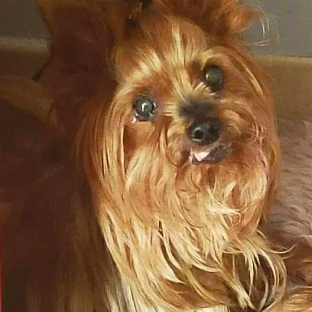 Elfie participe au concours pour gagner de l'argent avec cette photo : affenpinscher, animal, ball, canine, cockerspaniel, dog, face, head, papillon, person, pet, photography, portrait, puppy, snout, sport, tennis, tennisball, terrier, whitedog